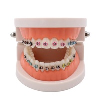 Dental ortodontyczne leczenie Model z Ortho metalowy uchwyt ceramiczny łuk drut tubka dentystyczna podwiązki dentysta narzędzia Lab 3